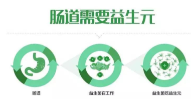 益生元是什么?龍氏益生元能起到什么作用?