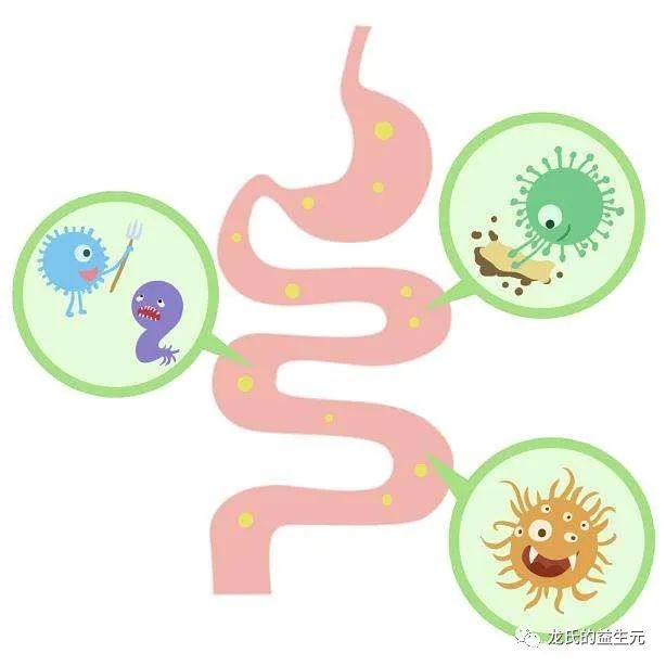 坤宇實(shí)業(yè)開課了快來看看腸道菌群可能影響我們那些